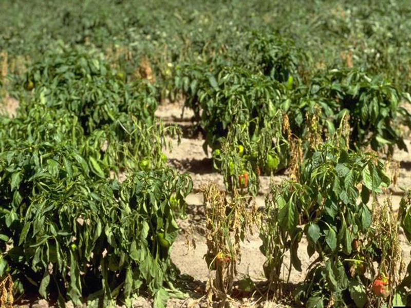 Plamenjača paprike (Phytophthora capsici)