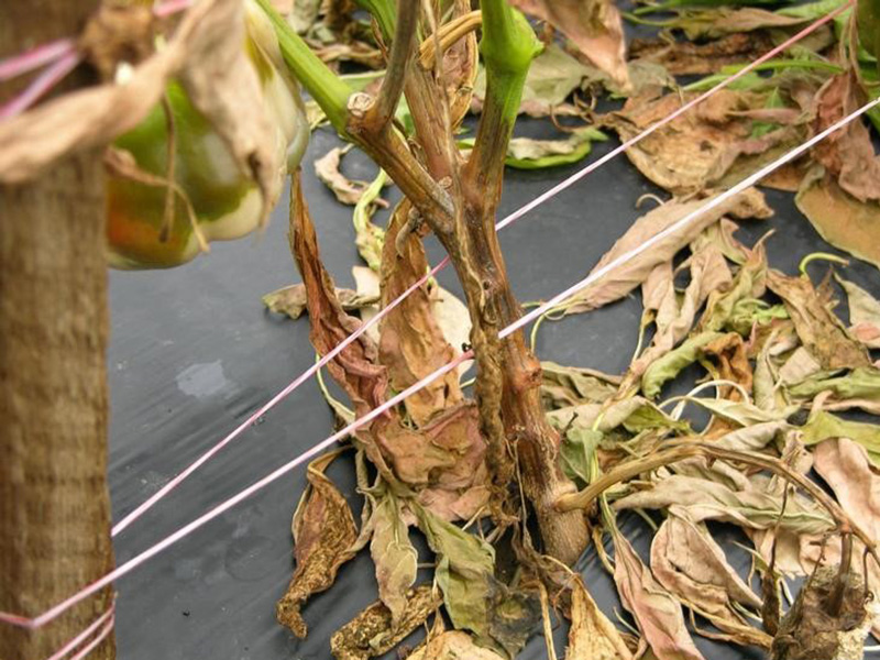Plamenjača paprike (Phytophthora capsici) - Slika 3