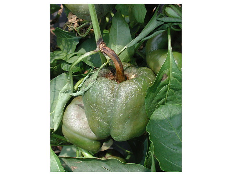 Plamenjača paprike (Phytophthora capsici) - Slika 2