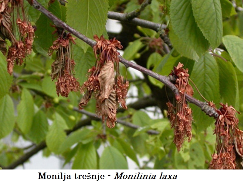 Monilija Trešnje - Monilinia laxa - susenje cvetova i grancica