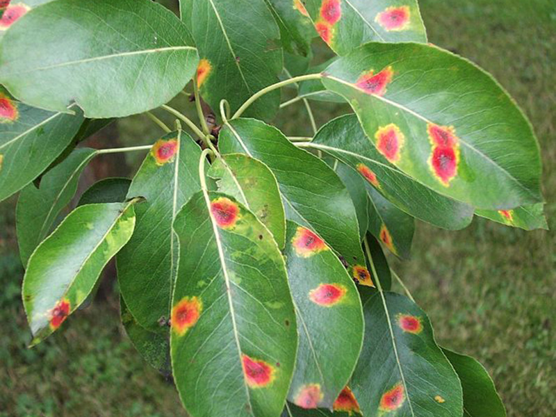 Rdja kruške – Gymnosporangium sabinae - Slika 1