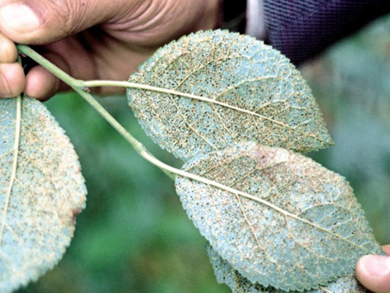 Rdja šljive – Puccinia pruni – spinosae - Slika 2