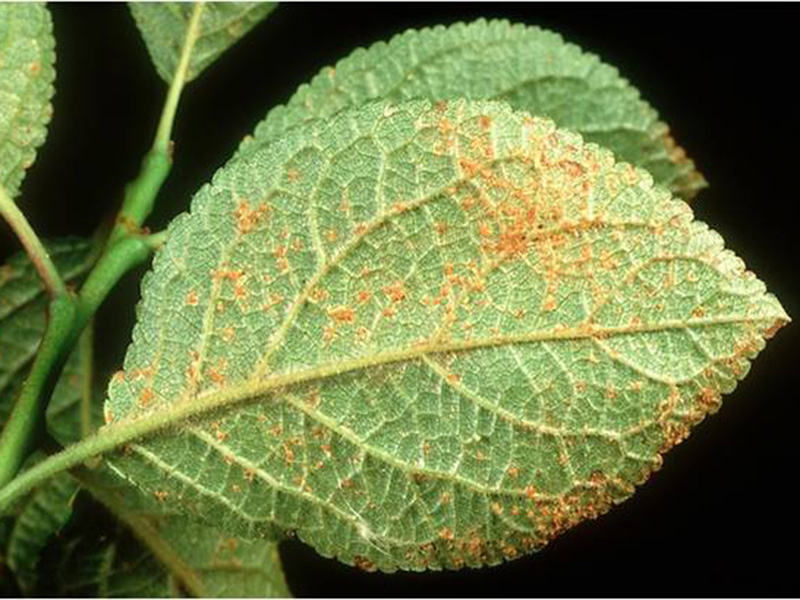 Rdja šljive – Puccinia pruni – spinosae