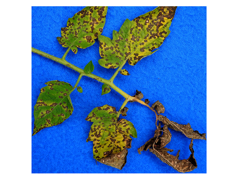 Siva lisna pegavost paradajza (Septoria Lycopersici) - Slika 2