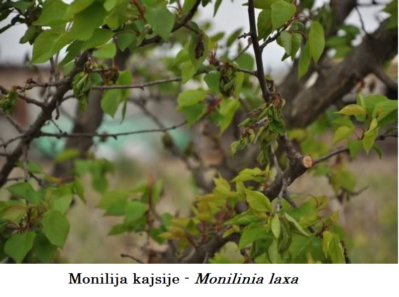 Monilija kajsije - Monilinia laxa - susenje cvetova i grancica