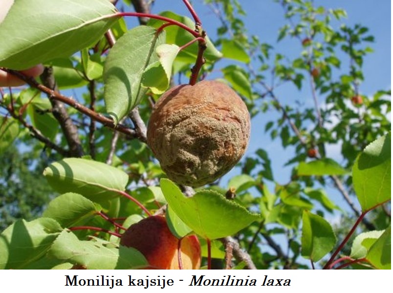 Monilija kajsije - Monilinia laxa - susenje cvetova i grancica - Slika 2