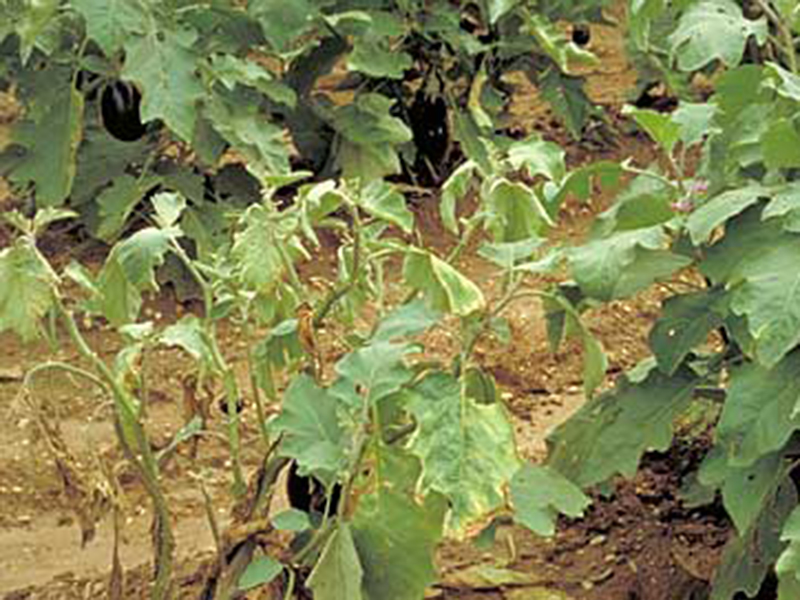 Zeleno uvenuće plavog patlidžana (Verticillium allo – atrum)