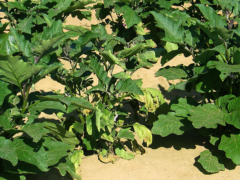 Zeleno uvenuće plavog patlidžana (Verticillium allo – atrum) - Slika 1