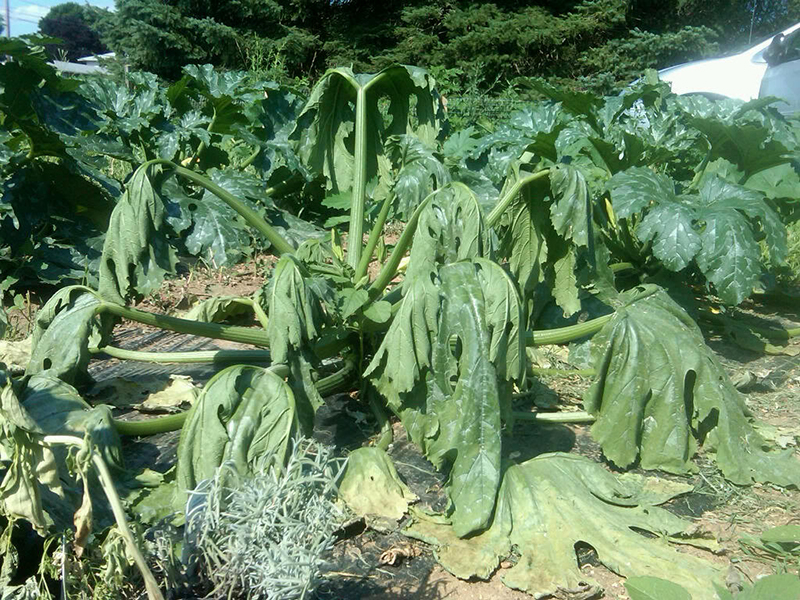 Zeleno uvenuće tikvice (Verticillium allo – atrum) - Slika 1