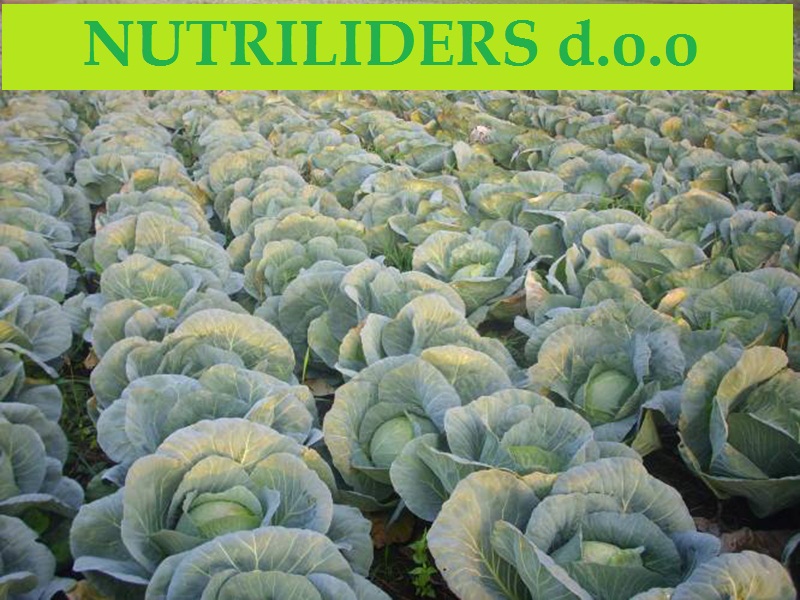 NUTRILEADERS – PROGRAM FOLIJARNE ISHRANE KUPUSA