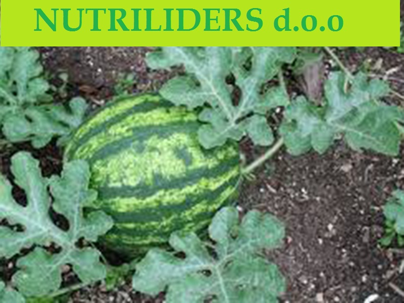 NUTRILEADERS – PROGRAM FOLIJARNE ISHRANE LUBENICE