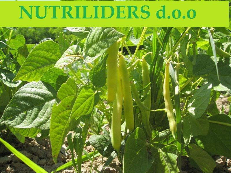 NUTRILEADERS – PROGRAM FOLIJARNE ISHRANE  BORANIJE