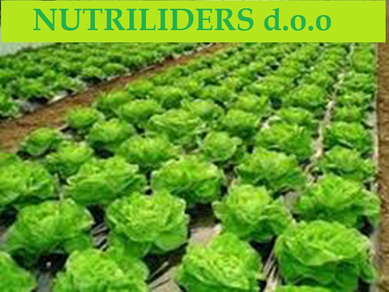 NUTRILEADERS – PROGRAM FOLIJARNE ISHRANE SALATE