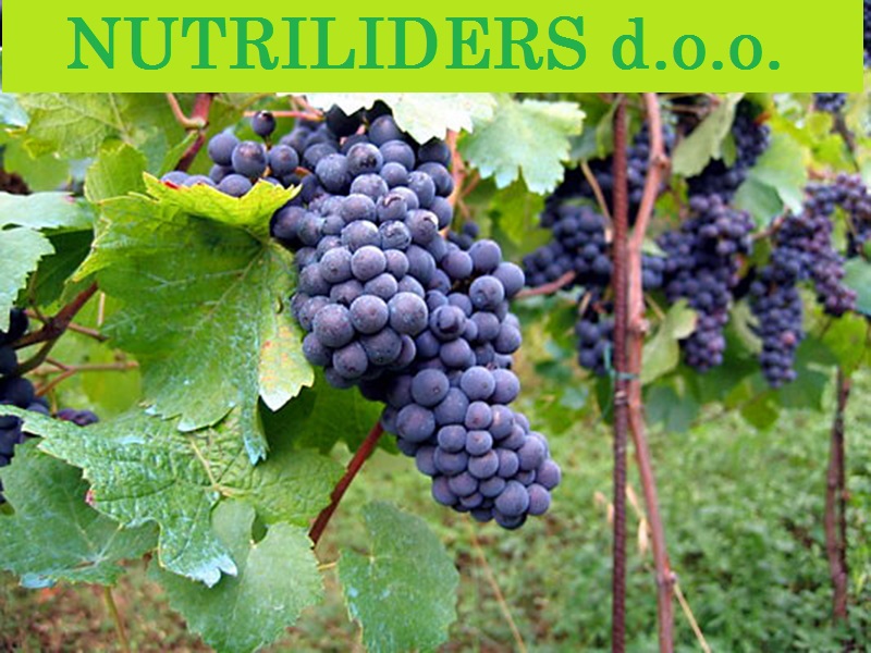 NUTRILEADERS – PROGRAM FOLIJARNE ISHRANE VINOVE LOZE
