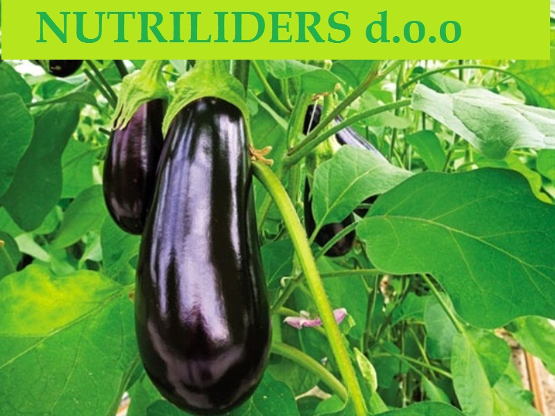 NUTRILEADERS – PROGRAM FOLIJARNE ISHRANE PLAVOG PATLIDŽANA