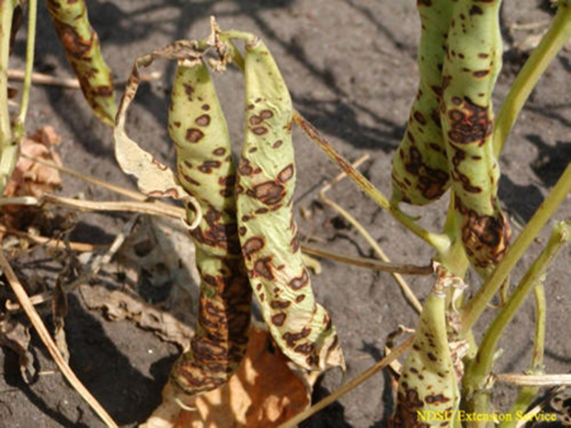 Antraknoza boranije (C. lindemuthianum) - Slika 2
