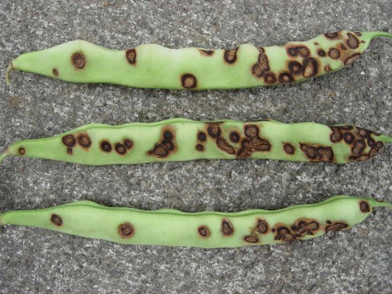 Antraknoza boranije (C. lindemuthianum)