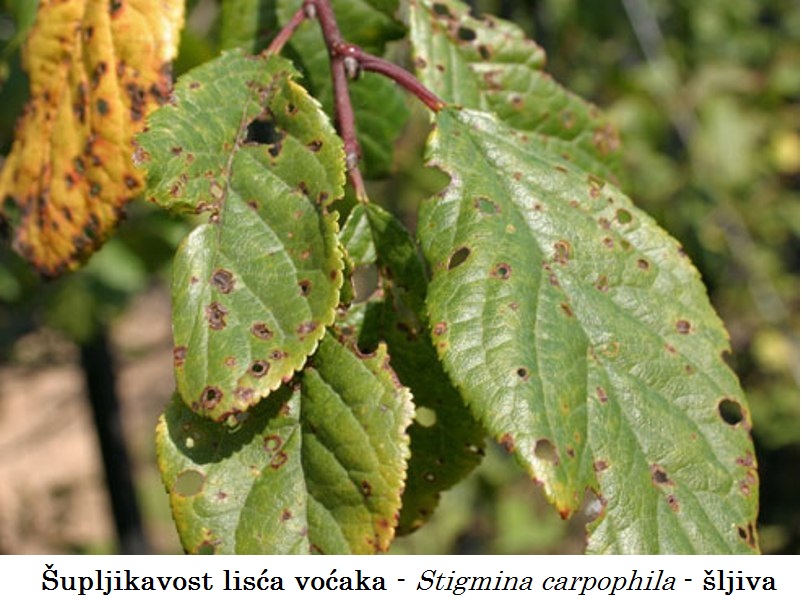Šupljikavost lišća voća  –  Stigmina carpophila - šljiva