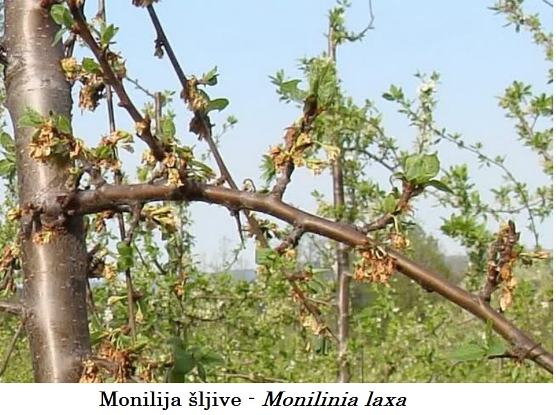 Monilija šljive - Monilinia laxa - susenje cvetova i grancica
