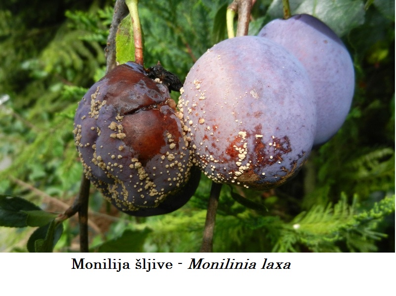 Monilija šljive - Monilinia laxa - susenje cvetova i grancica - Slika 2