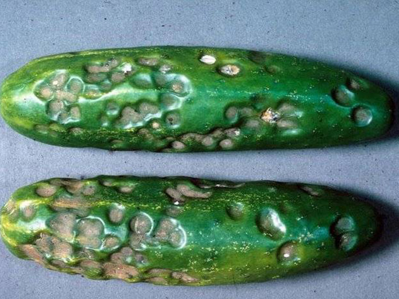Antraknoza krastavca (Colletotrichum lagenarium) - Slika 1