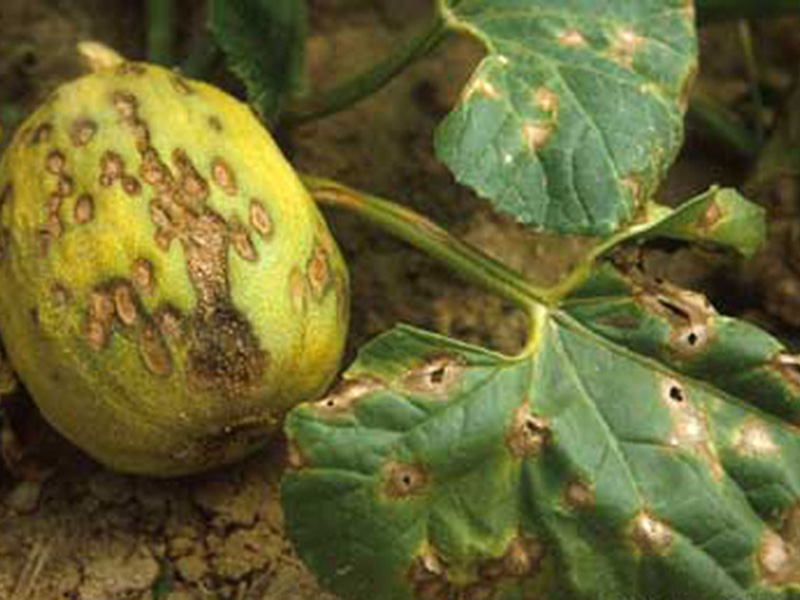 Antraknoza dinje (Colletotrichum lagenarium)