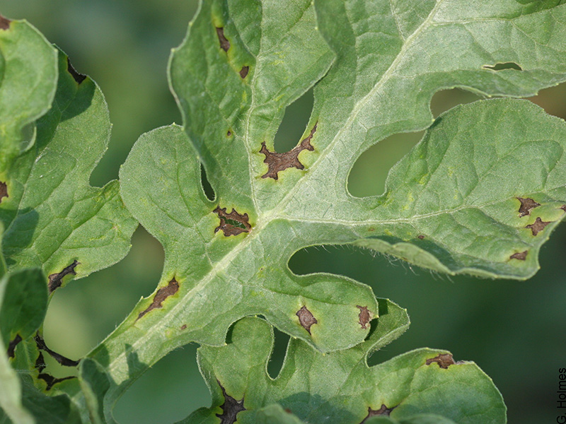 Antraknoza lubenice (Colletotrichum lagenarium)