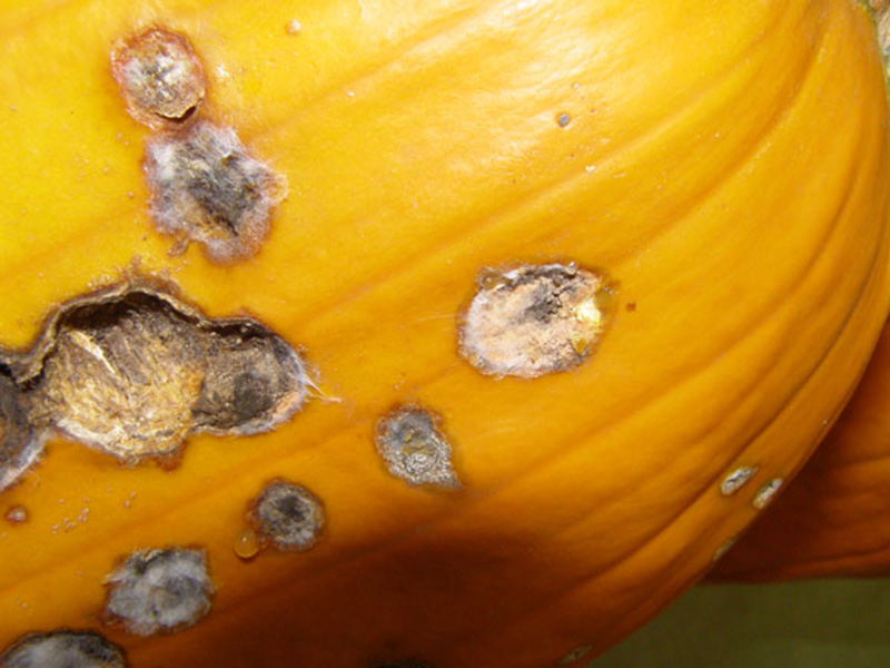 Antraknoza tikvica  (Colletotrichum lagenarium)