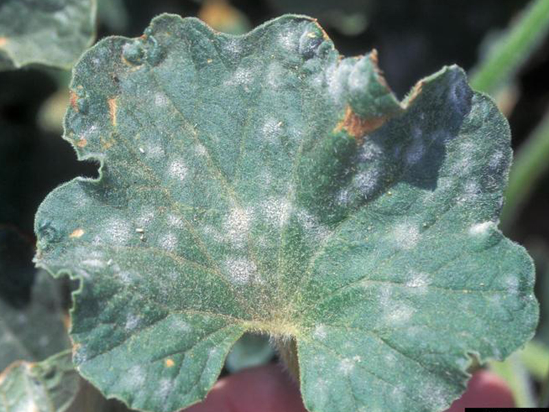 Pepelnica dinje (Erysiphe cichoracearum) - Slika 2