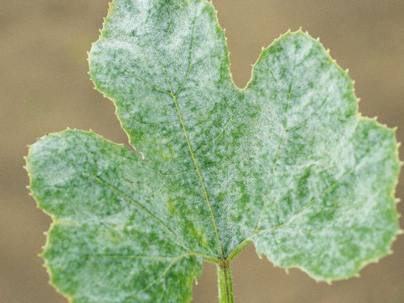 Pepelnica dinje (Erysiphe cichoracearum)