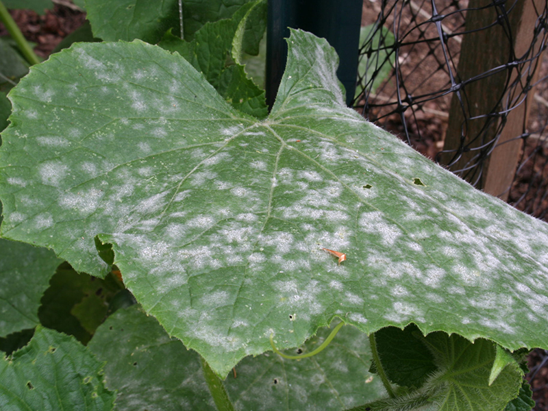 Pepelnica krastavca (Erysiphe cichoracearum) - Slika 1