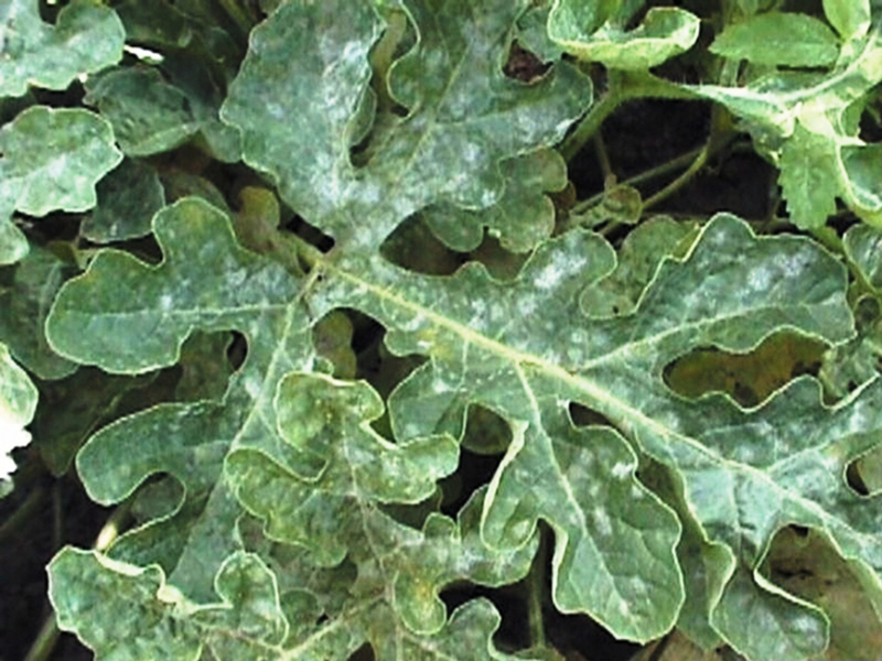 Pepelnica  lubenice  (Erysiphe cichoracearum) - Slika 1