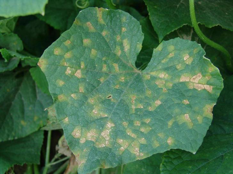 Plamenjača krastavca (Pseudoperonospora cubensis) - Slika 2