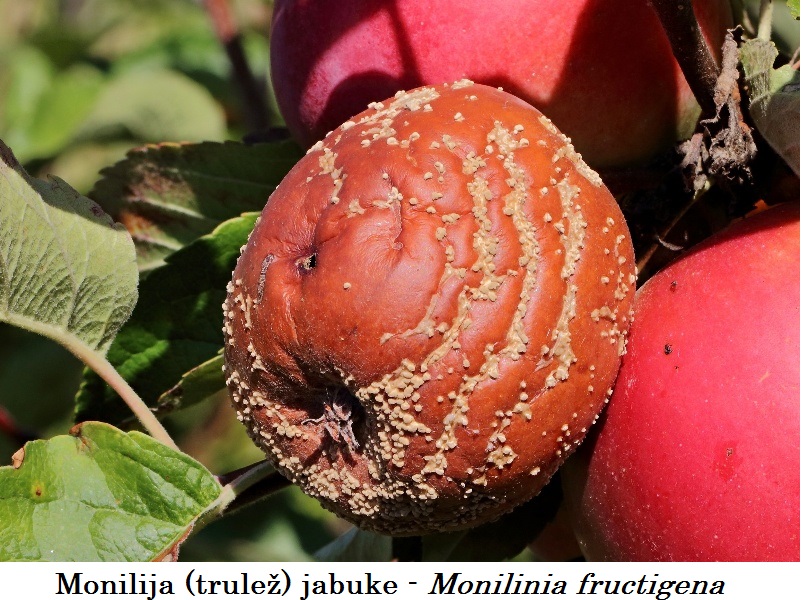 Monilija (trulež) jabuke - Monilinia fructigena - Slika 2