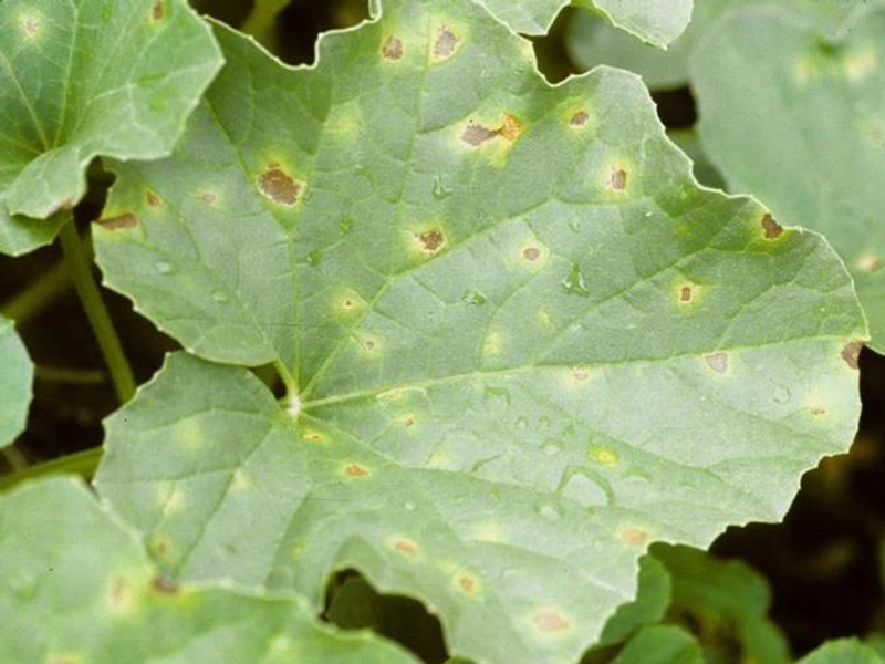 Plamenjača dinje (Pseudoperonospora cubensis)