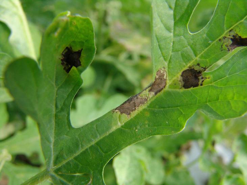 Plamenjača lubenice (Pseudoperonospora cubensis)