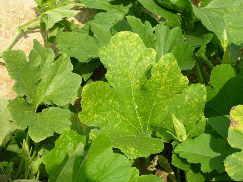 Plamenjača tikvice (Pseudoperonospora cubensis)