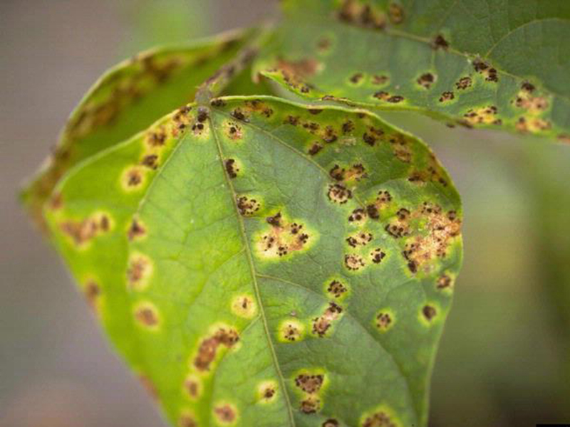 Rdja boranije (Uromyces appendiculatus) - Slika 3