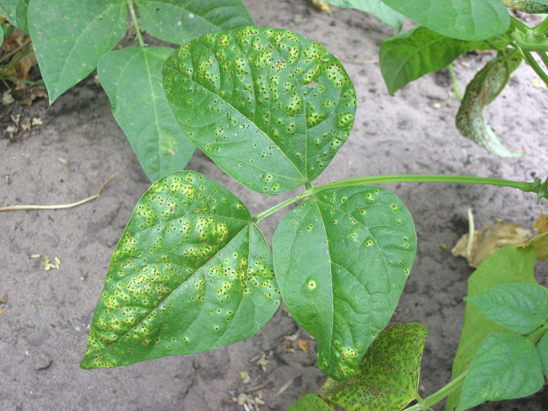 Rdja boranije (Uromyces appendiculatus)