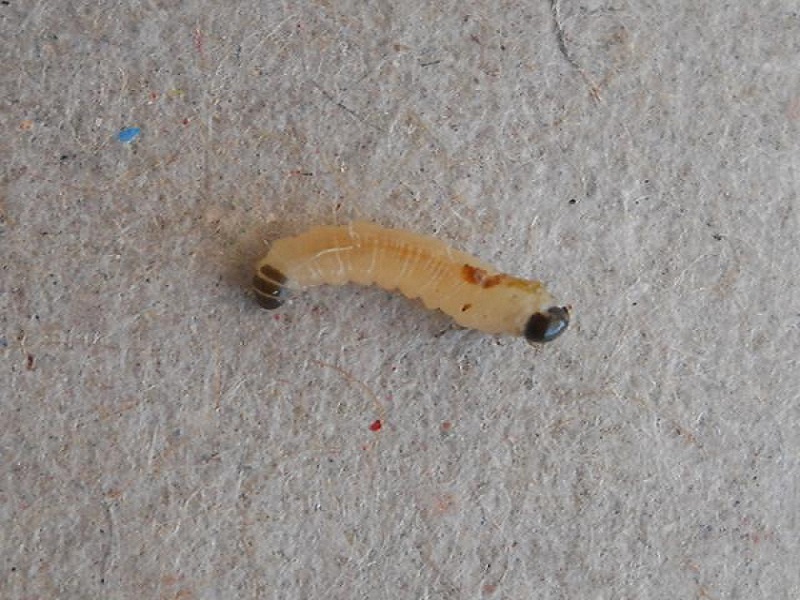 Šljivina osa ( žuta) –  Hoplocampa flava - Slika 1
