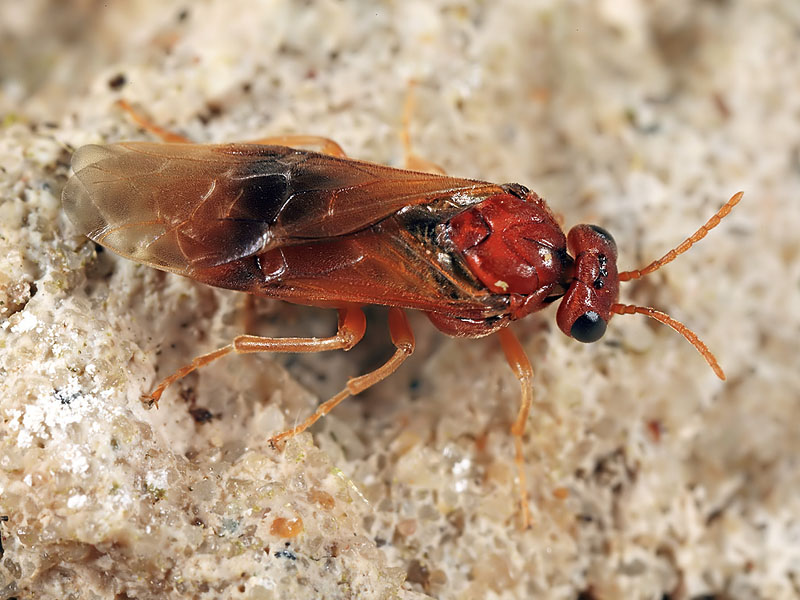 Šljivina osa ( žuta) –  Hoplocampa flava