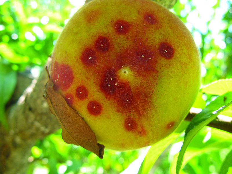 Kalifornijska štitasta vaš (Q. perniciosus) breskva