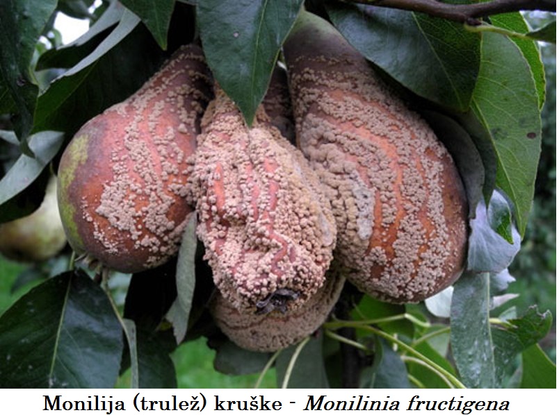 Monilija (trulež) kruške - Monilinia fructigena