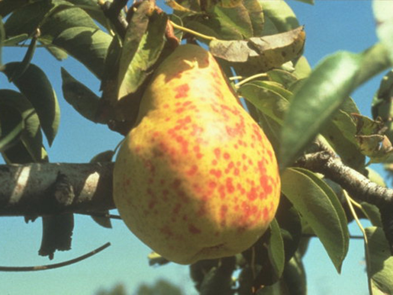 Kalifornijska štitasta vaš (Q. perniciosus) kruška