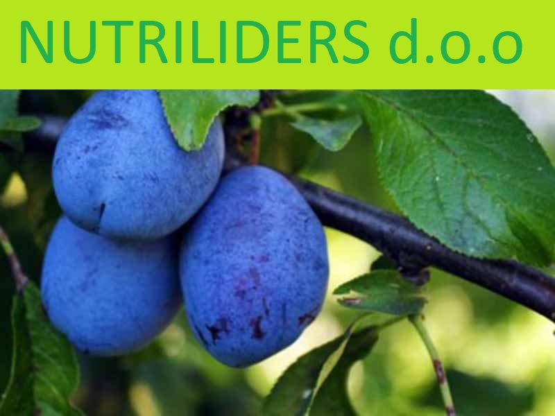 NUTRILEADERS – PROGRAM FOLIJARNE ISHRANE ŠLJIVE