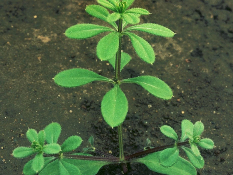 Broćika lepuša – Galium aparine u ratarstvu - Slika 3