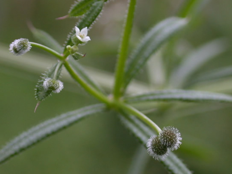 Broćika lepuša – Galium aparine u ratarstvu - Slika 1