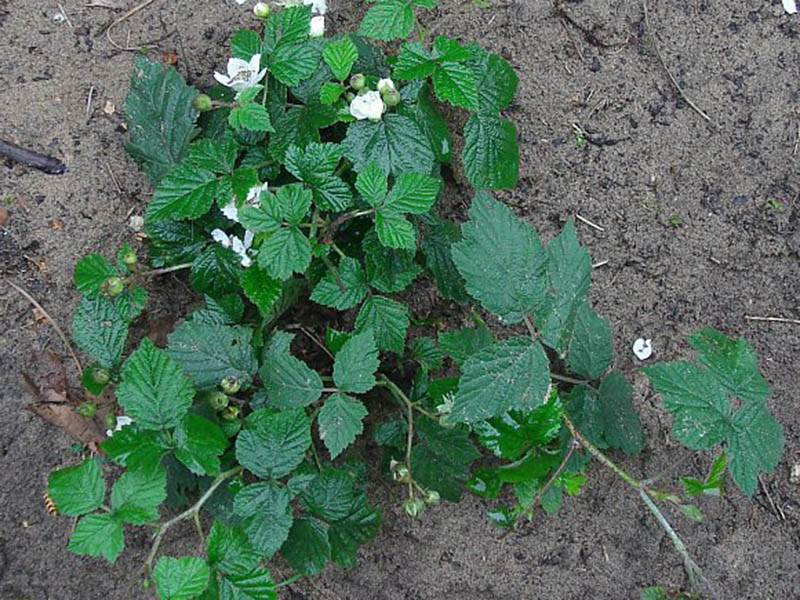 Divlja kupina – Rubus Caesius u voćarstvu - Slika 1