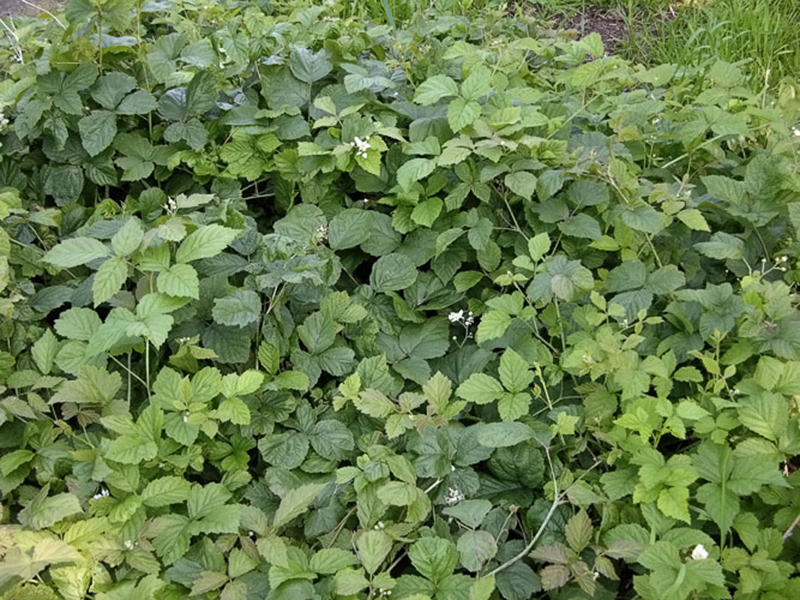 Divlja kupina – Rubus Caesius u vinogradarstvu