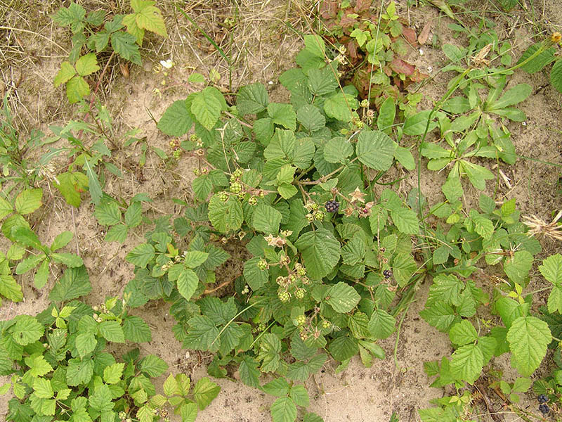 Divlja kupina – Rubus Caesius u vinogradarstvu - Slika 2